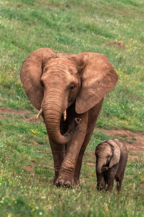 Baby African Bush Elephant