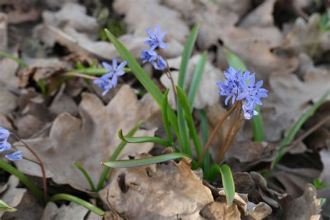 Scilla bifolia