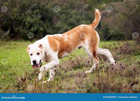 Alabai dog in fall meadows stock image. Image of alaskan - 46392909