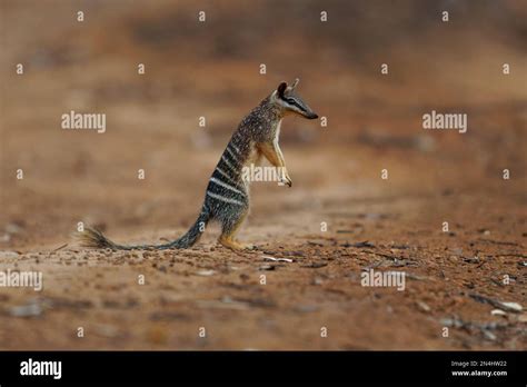 Numbat - Myrmecobius fasciatus also noombat or walpurti, insectivorous ...