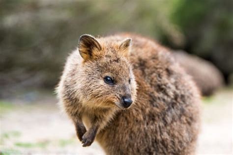 10 Cutest Animals In The World (& Where To See Them)
