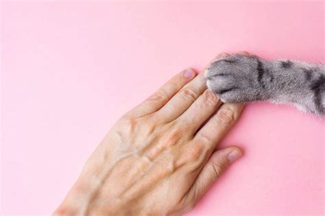 Можно ли заразиться бешенством от царапины кошки?