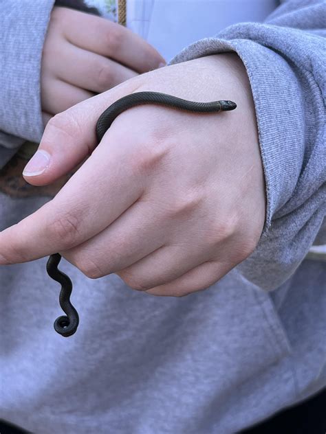 Found two beautiful Ring-Necked Snakes under a rock today : r/herpetology