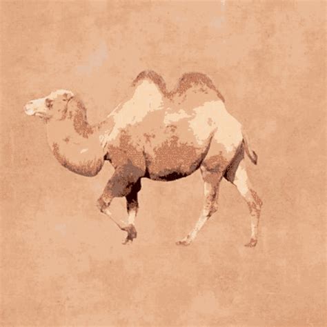 Hump Day GIF - Hump Day Camel - Discover & Share GIFs
