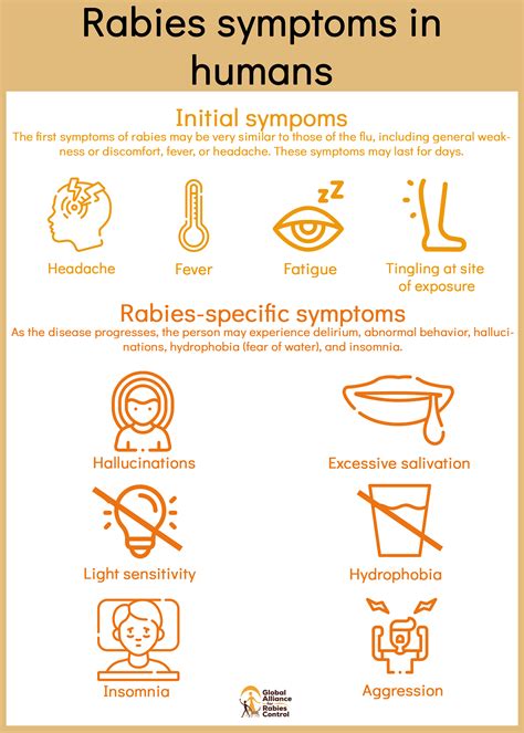 signs and symptoms of rabies in cats 11