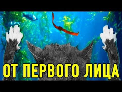 КОРОЧЕ ГОВОРЯ, Я УТОНУЛА! ОТ ПЕРВОГО ЛИЦА ГЛАЗАМИ КОШКИ КИСЫ АЛИСЫ ...