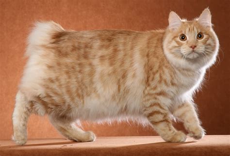 🐱 Курильський Бобтейл Довгошерстий - Інформація про породу кішки, Фото ...