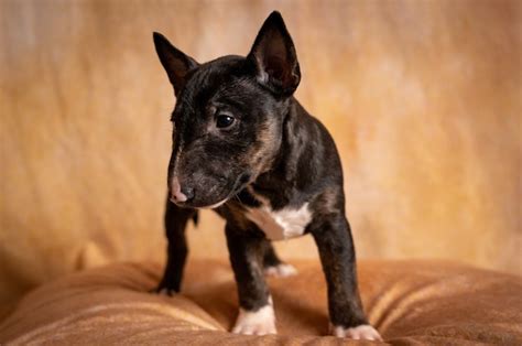 Miniature Bull Terrier Animal Images - Free Download on Freepik