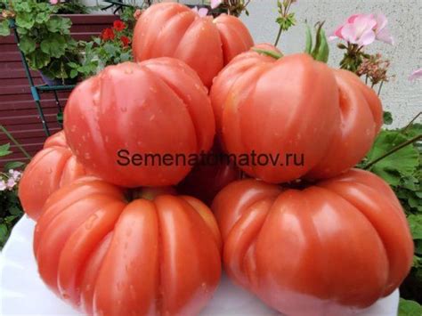 PALMIRO ALESSANDRO GIGANTE-ПАЛЬМИРО АЛЕССАНДРО ГИГАНТ Италия — Семена ...