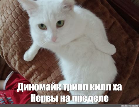 Создать мем "красивая белая кошка, кот белый, кот" - Картинки - Meme ...