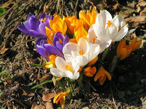 krokus anw algemeen nederlands woordenboek