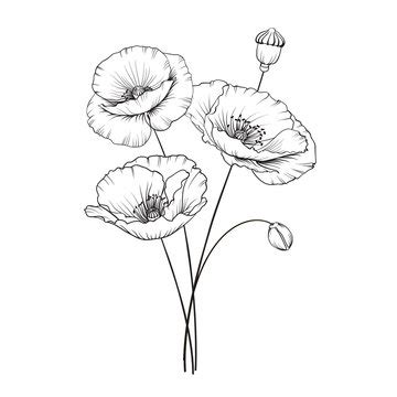 Poppy Images To Draw - digiscrapru