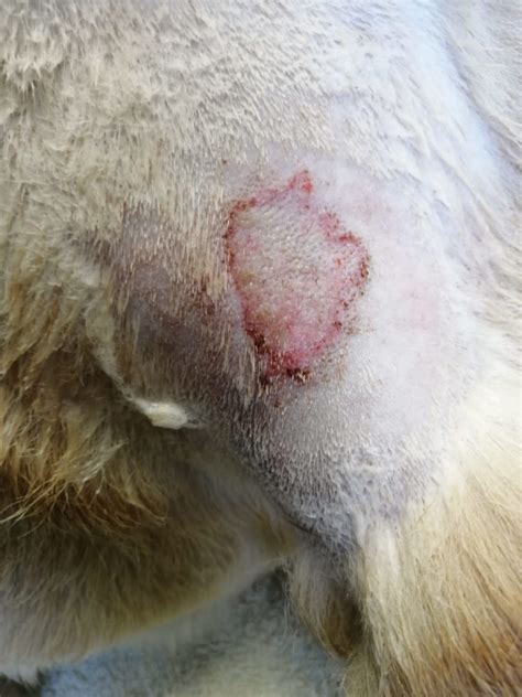 how to get rid of hotspots on dogs