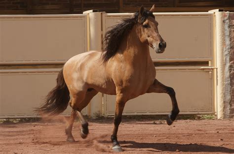 horse  pony breeds equine entertainment