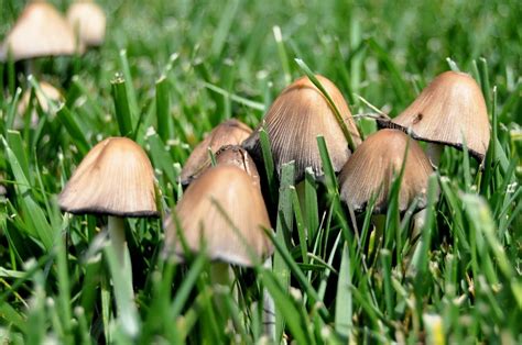 Kodėl vejoje auga grybai? - Berber