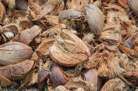 natural coconut husk coir fiber  grams amazonin garden