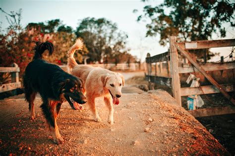 Parasites In Dogs - Natural Dogs Health Parasites in Dogs