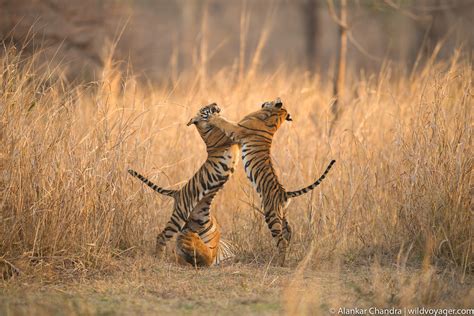 Tigers of India