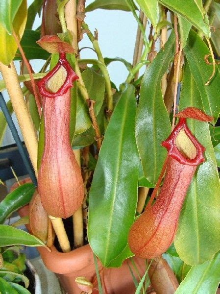 Nepenthes x ventrata - Members Gallery - Carnivorous Plants UK