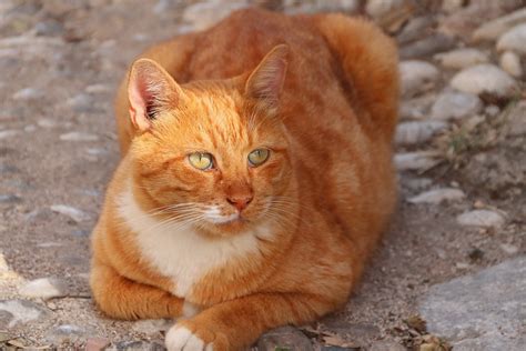 Cat Animal Mammal - Free photo on Pixabay