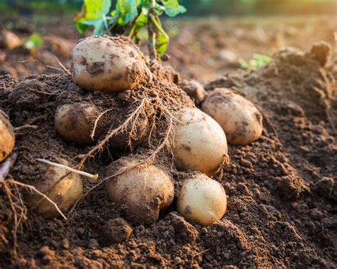 harvest potatoes   tasty crop homes  gardens