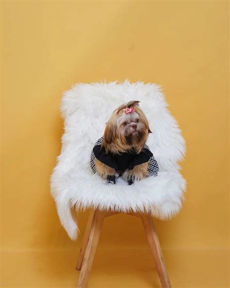 Samantha Faye Tolentino