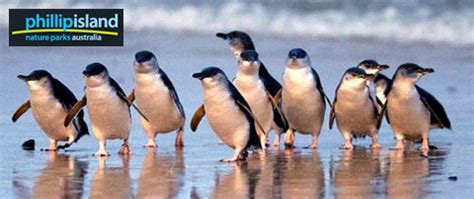 penguin parade entry phillip island nature park  melbourne