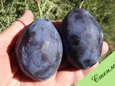 Описание процесса посадки ухода и выращивания сливы сорта Стенлей