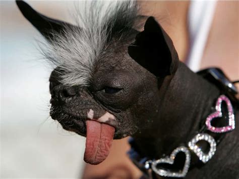 Cachorro Feio Com Lingua De Fora - Baixe Imagensengraçadas De Cachorro Com A Língua Para Fora ...