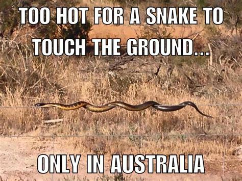 true  aussie memes australian memes australian fauna