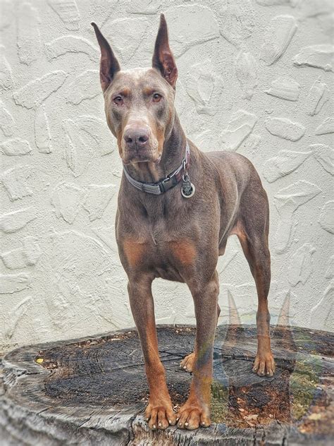 Fawn And Rust Doberman