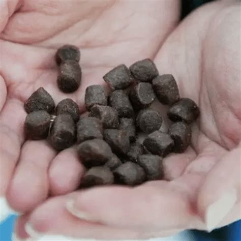 Skretting Fish Food | This Fish Food Will Make Your Fish Go Nuts!