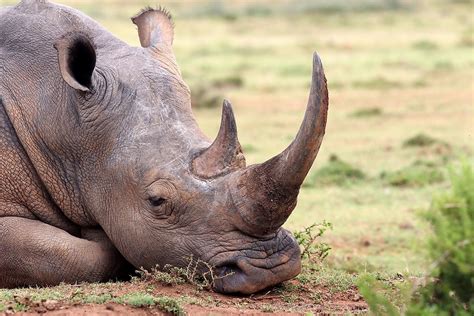 Black Rhinoceros Horn