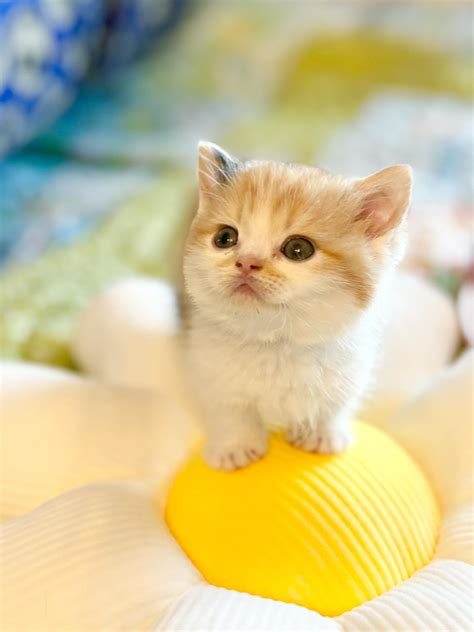 Minuet Kittens DREAMCattery | Redondo Beach CA
