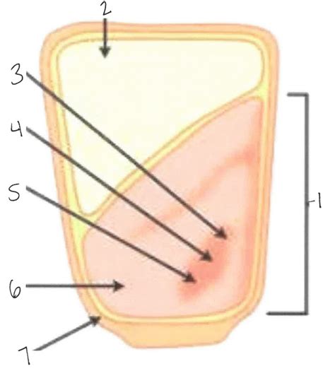 corn seed diagram diagram quizlet