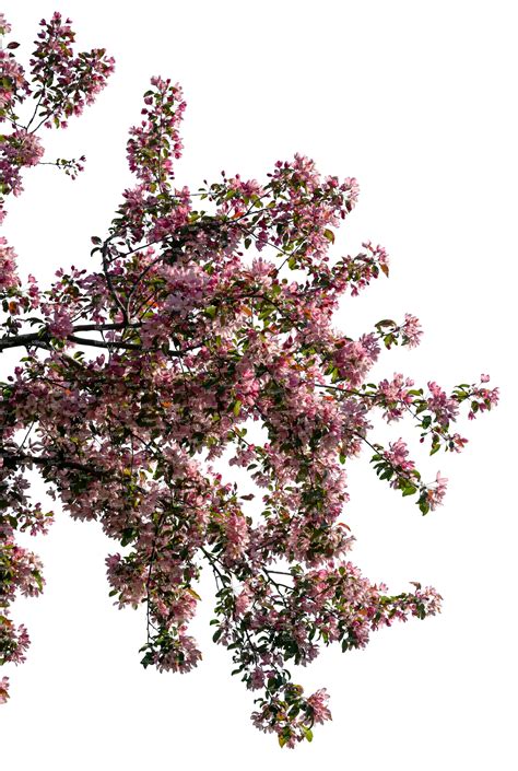 how to cut a cherry tree 2