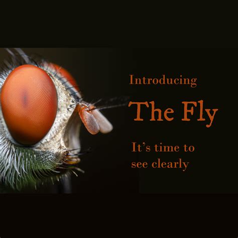 Introducing The Fly - Nature Needs More