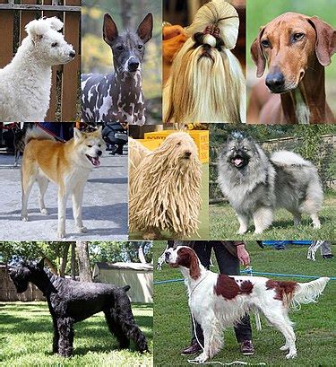 wiktionary   dictionary