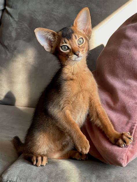 Abyssinian Kittens for Sale: Cats for Adoption