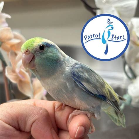 pacific parrotlet  sale  illinois  avian exchange