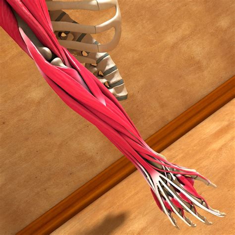 ultimate human complete arm anatomy  model  cd obj fbx dae