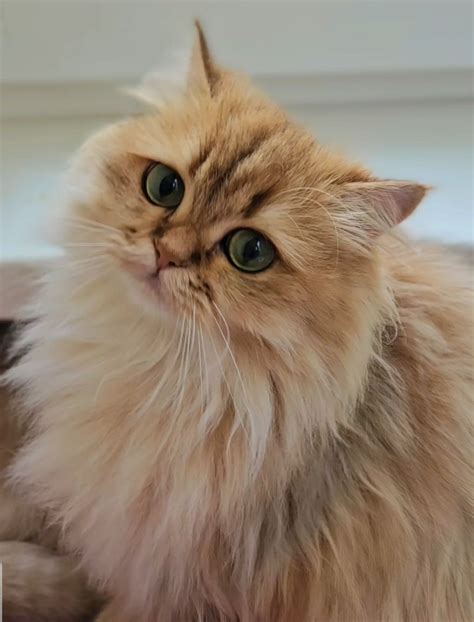 Золотая британская шиншилла кошечка кошка длиношерстная: 39 000 грн ...