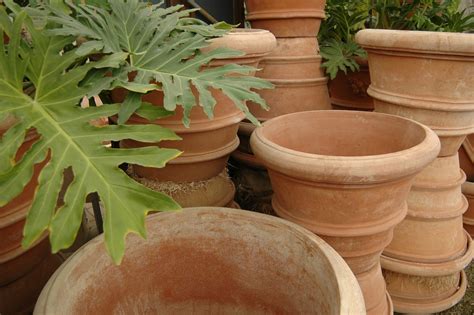 terracotta pots