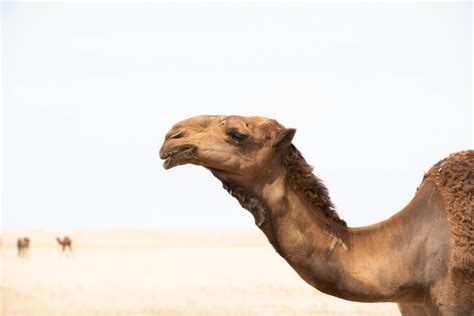 1,000+ Best Camel Photos · 100% Free Download · Pexels Stock Photos