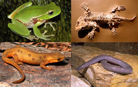 Animais Anfibios - Era Paleozoica Animais Anfibios Los Anfibios Primitivos – Era