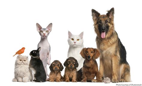 Pets Wallpapers - Wallpaper Cave