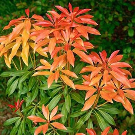 Градината - Пиерис, PIERIS
