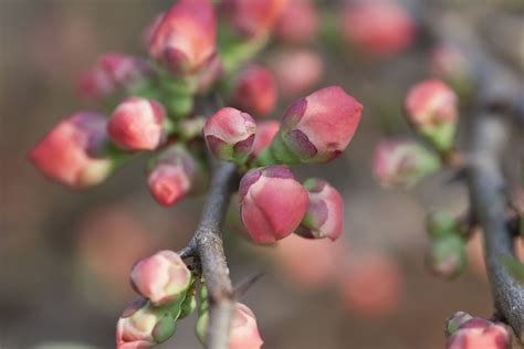 4K, 5K, 6K, Flowering trees, Branches, Flower-bud, HD Wallpaper | Rare