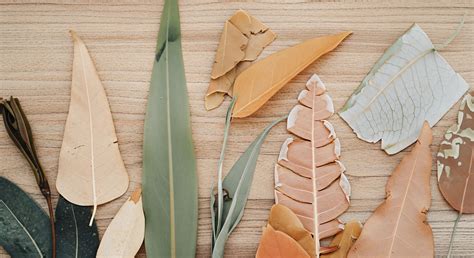 Ecological Balance Preservation → Term