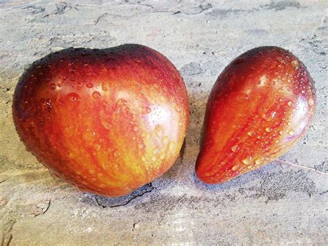 4112 - Sweet Caramel Sofia F5 / Сладкая Карамель Софии | Tomatoeden